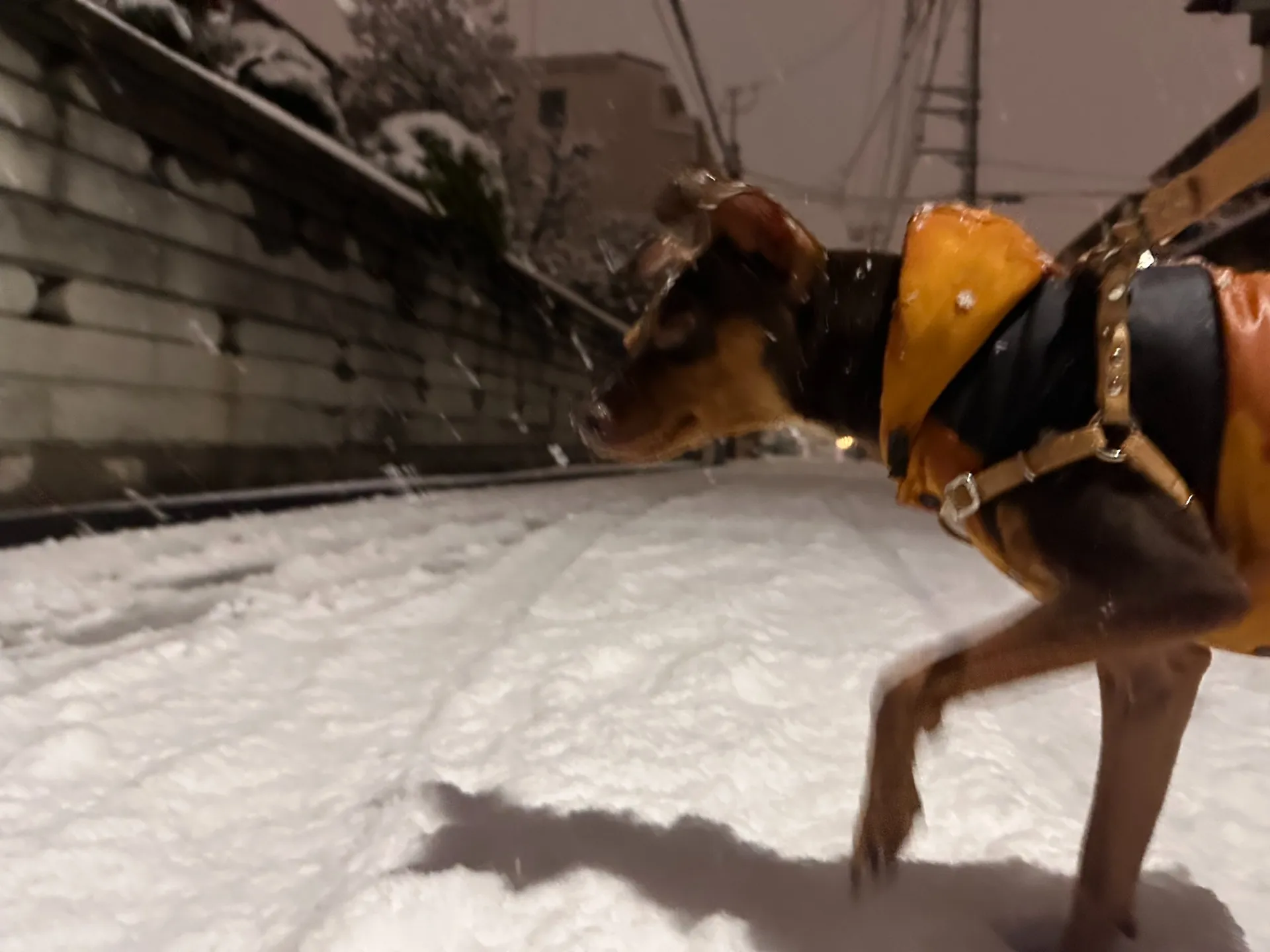 【火災保険について】2024年2月5日埼玉で積雪を観測しました|DOG株式会社